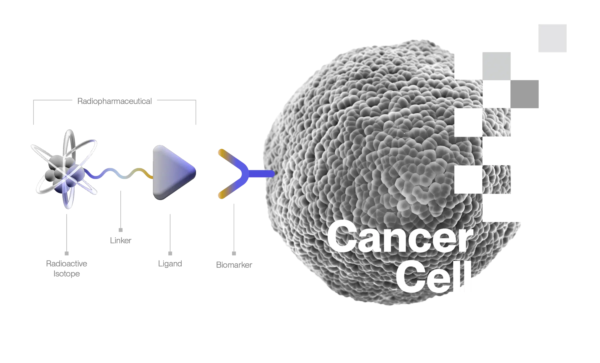 Technology used to attach to Cancer Cell